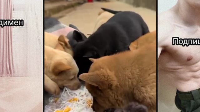 Свинья, и собаки, едят на скорость.