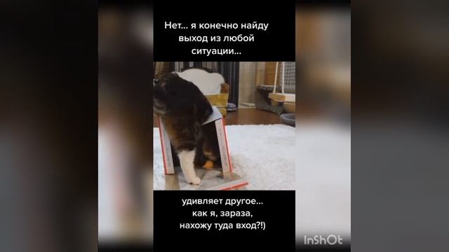 МЕМЫ на Шашлык 👀😂