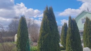 На даче 24.04.26г.🏡Обзор цветников!🌷Делаю дорожку в теплице.Ленинградская область.