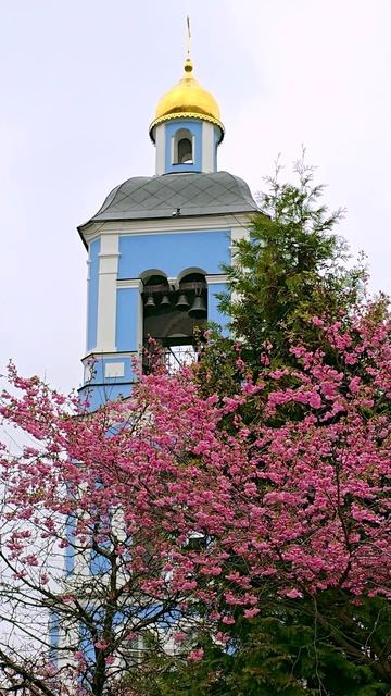 Царицыно. Сакура.