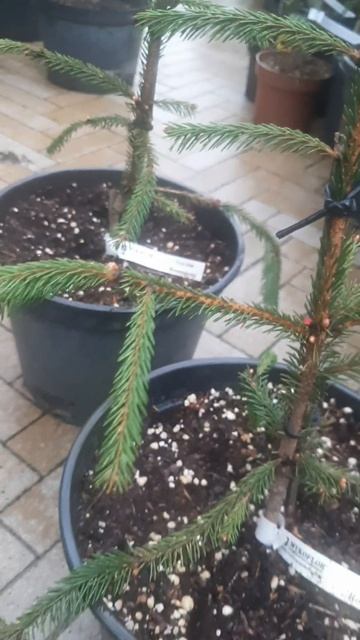 ❤🌲Ель Росеоспиката розовый прирост
✔Продажа растений в макс и телеграм канале: https://t.me/love_is_