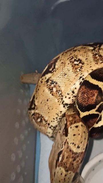 Кормление удава Мигеллы.