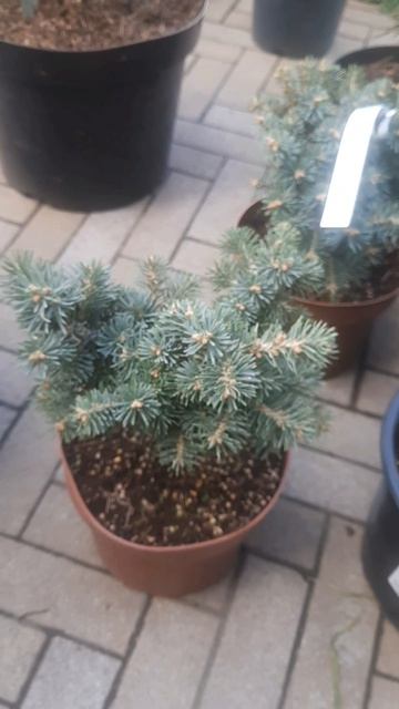 ❤🌲Пихта Блауэр Эскимо 
✔Продажа растений в макс и телеграм канале: Https://t.me/love_is_hvoiny_dvori