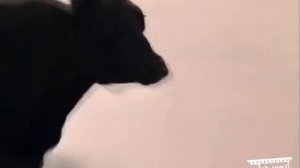 Любой вопрос о Васту за отгадку фильма