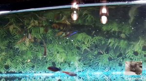 Корм для рыбок своими руками