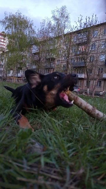 Вкусная палочка #мойпитомец #собачка #милота #напрогулке #выгулсобак