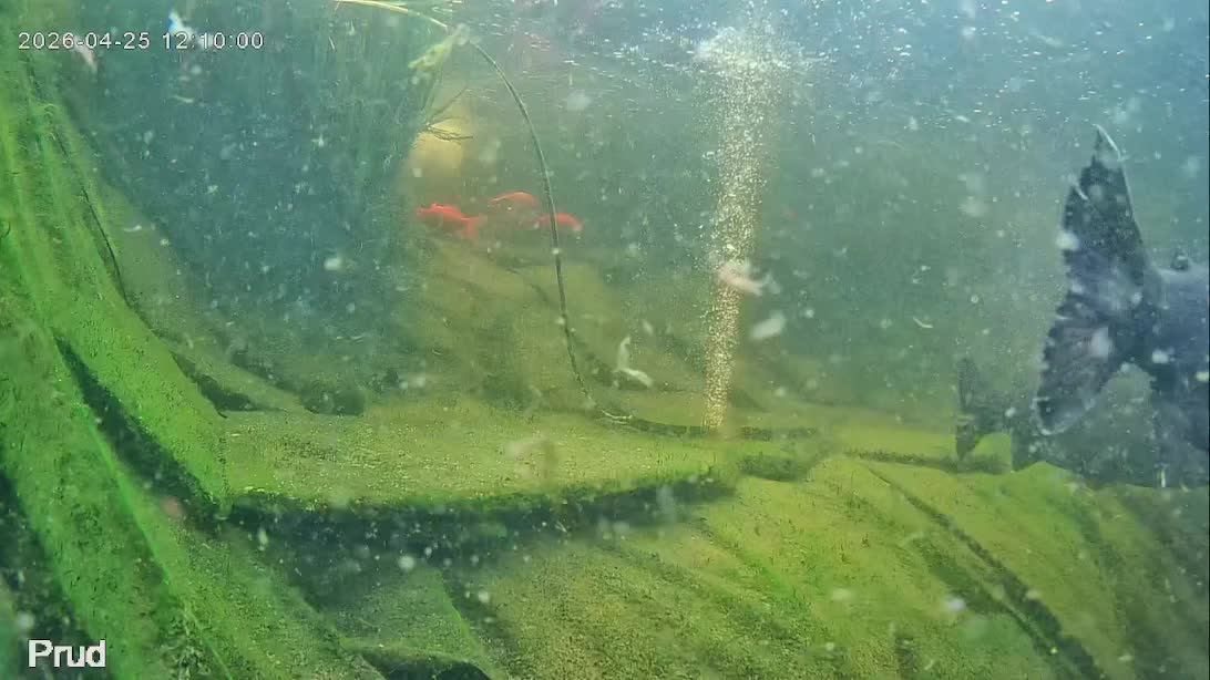 Жизнь в пруду