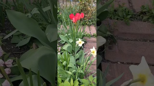 Пробуждение весны Любимая хатка