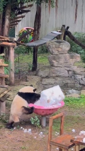 video_16249066490418.mp4