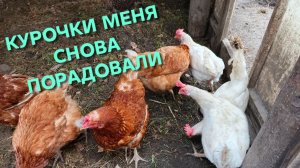 Вечерний сбор яиц у кур-несушек и начинаем давать новую кормовую добавку