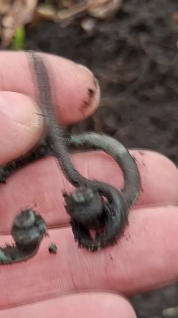 СУПЕР ДРЕВНЯТИНА в Тульском лесу!