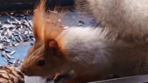 субботние счастливые белки