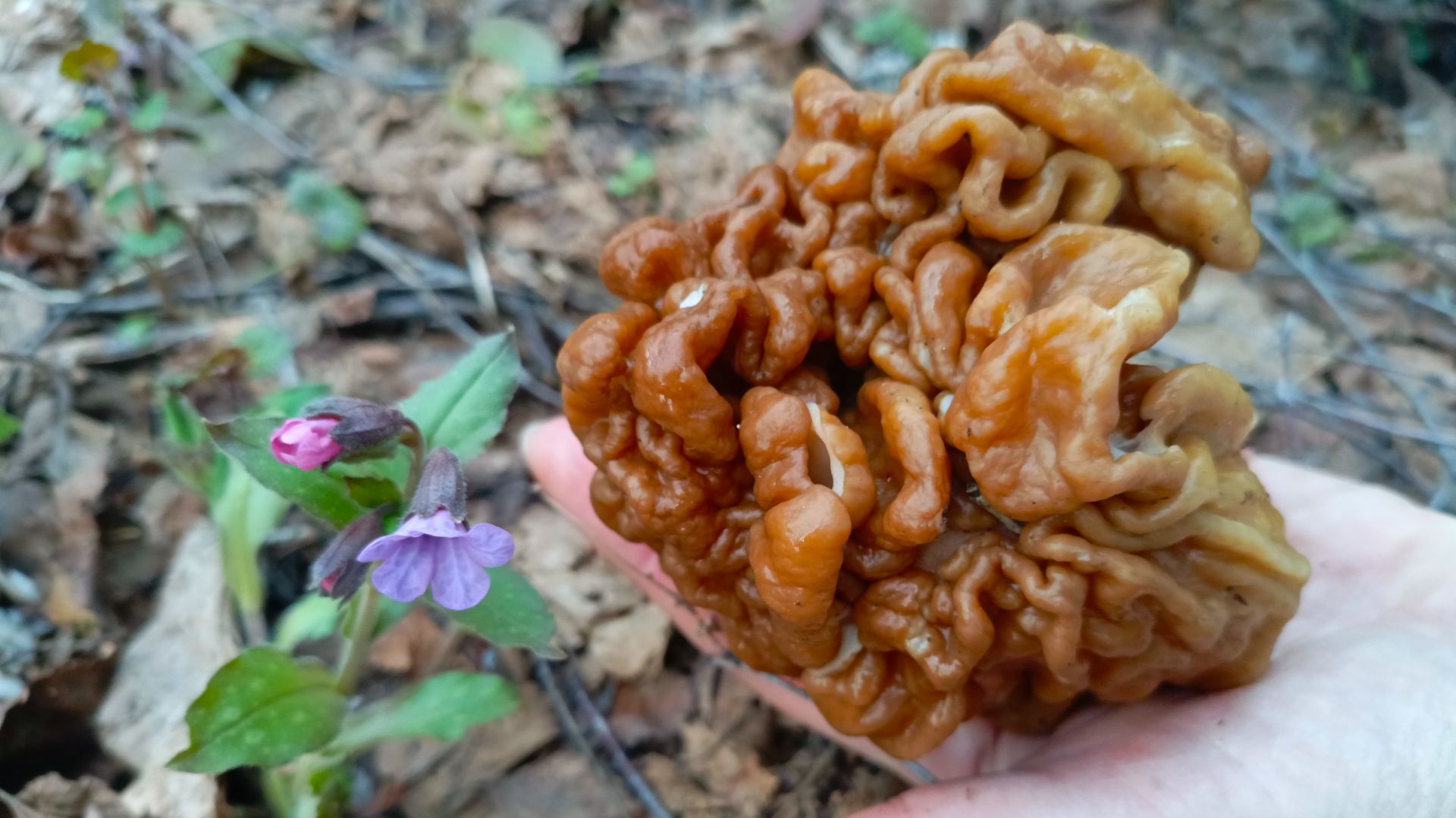 В Подмосковном лесу нашёл огромный гриб Строчок.