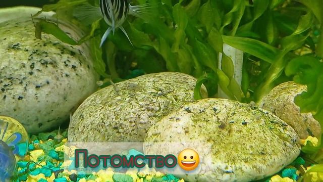 Сапфировые попугаи охраняют потомство