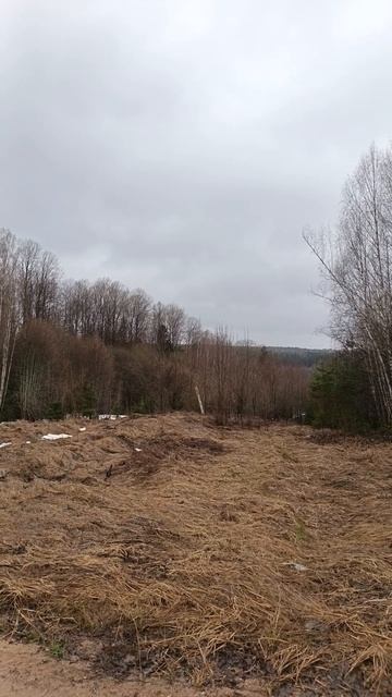 Красота природы #shorts #metaldetecting #леснойкоп #весна #металлоискатель