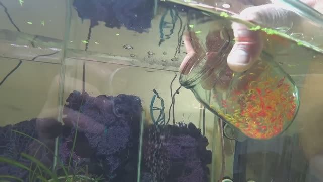 Малахитовых Гуппи и Тернецию на нерест. Пересадил малька тернеции