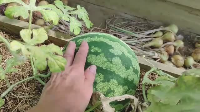 Обзор теплицы, сад-огород август 2021 год.