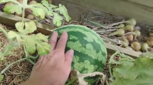 Обзор теплицы, сад-огород август 2021 год.