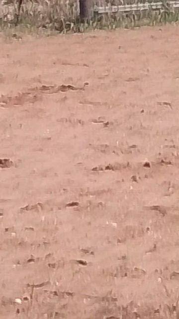 Снимаю как у нас хорошо на даче