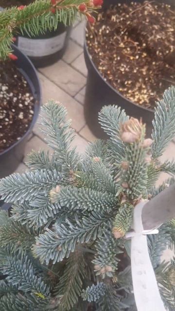 ❤🌲Пихта благородгая Бизарро
✔Продажа растений в макс и телеграм канале: Https://t.me/love_is_hvoiny_