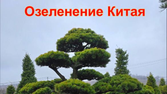 Городское озеленение Китая. Рабочие заметки сахалинского питомниковода.