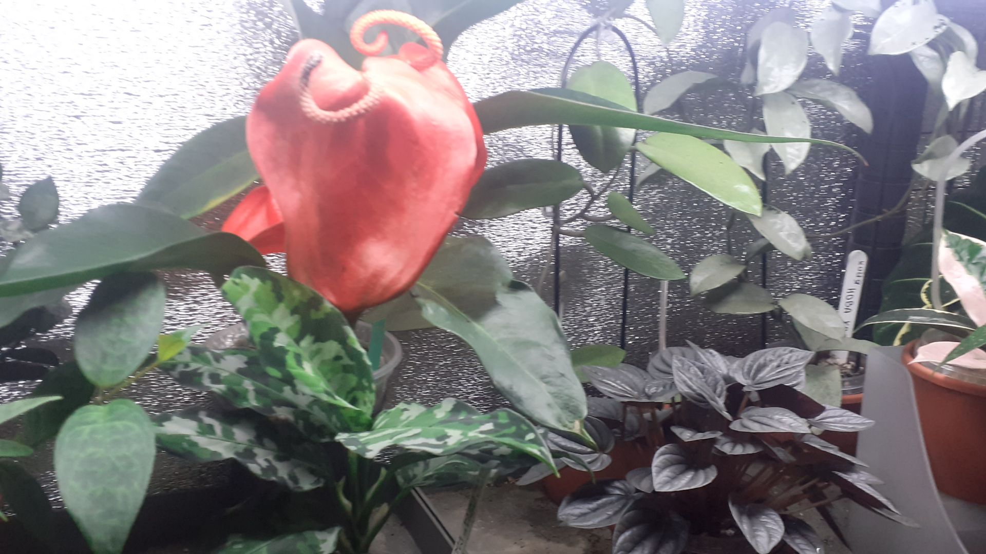 25.04.2026 Мои домашние цветочки (часть 1).