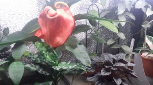 25.04.2026 Мои домашние цветочки (часть 1).