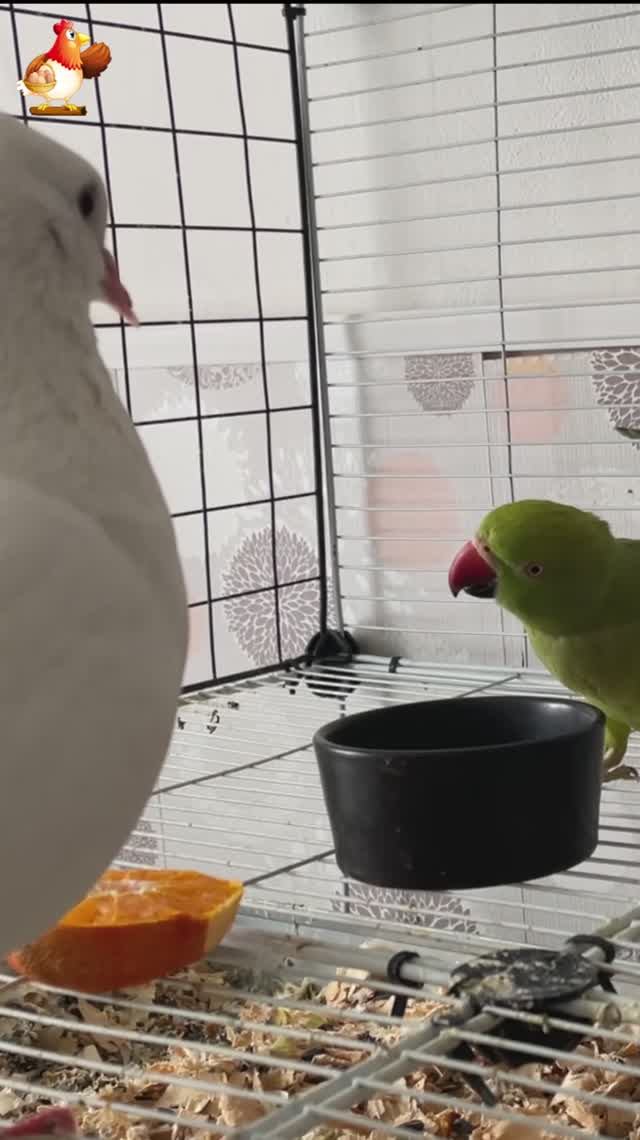 Зеленый попугай и белый голубь (28)