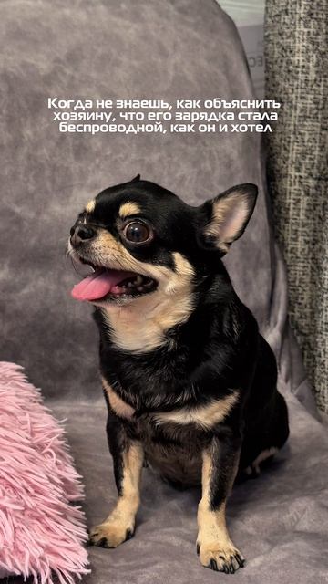 Юмор с моей чихахуа Мией 🐕🤩😂 #смешныевидео #мойпитомец #собака #чихахуа #рекомендации