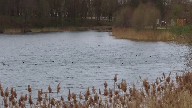 Немного о лысухе. / Лысуха на Чёрном озере и на Ижоре.