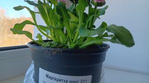 Мне подарили цветок 🌼!!! Маргаритка микс D11. Подготовка к празднованию д.р.✅️✌️🐻🐻🐻😍