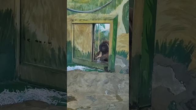 Новосибирский зоопарк, апрель 2026