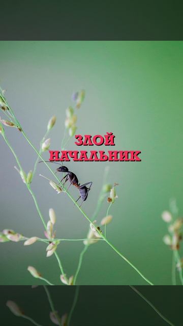 Усмирить злого начальника