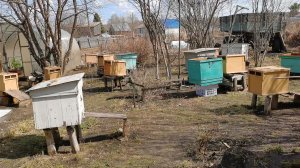 Продали пчел в Омскую область 25 апреля рассада лука без стрижки радует!