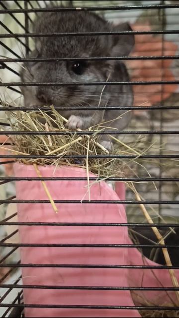 Просто шиншилла,просто ест сено)