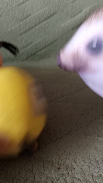 Хренобус готовит пельмени