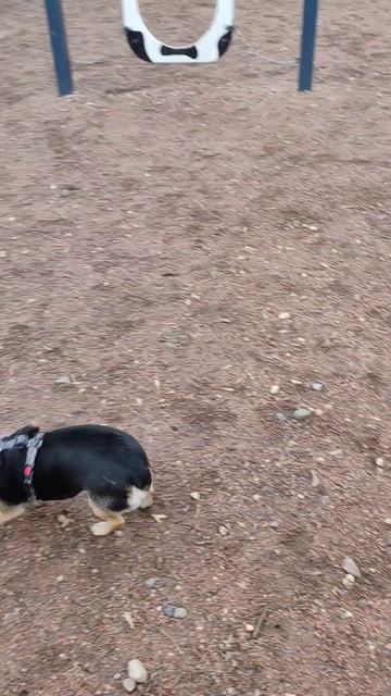 Фиалка и Карлсон (привет из дома)