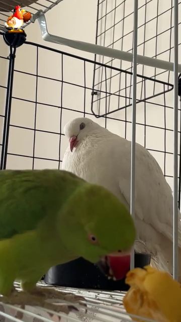 Зеленый попугай и белый голубь (25)