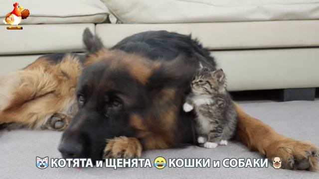 Котята и щенята 🐈🐶 Кошки и собаки 🤗 Про животных (17)