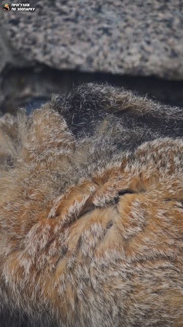 Манул Свэн попил воды и направился в домик. Ленинградский зоопарк