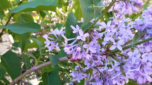 25.04.2026  цвет сирени 😞