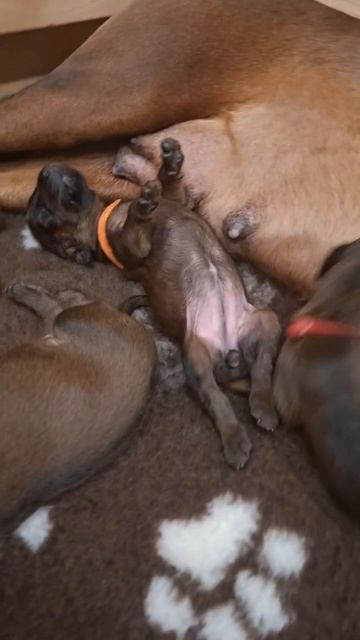 Щенки Баварской гончей Заводчик Татьяна Ваганова