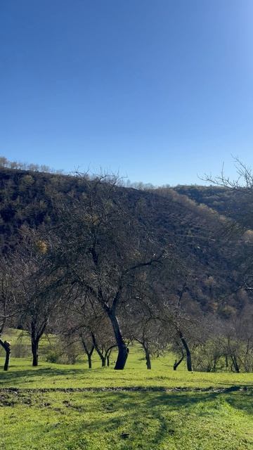 Что за красота, что за пение птиц