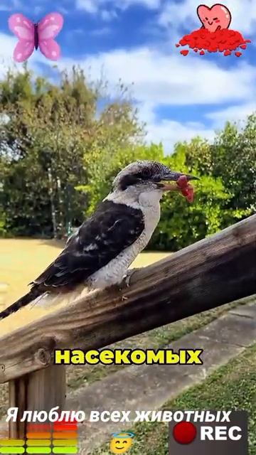 Животные-приколы и не только😉😅