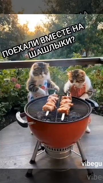 Котики.Поехали вместе на шашлыки?