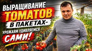 Выращивание томатов в простых пакетах. Наглядная демонстрация.