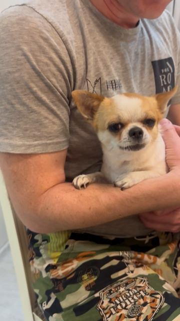 Самая злая собака в мире