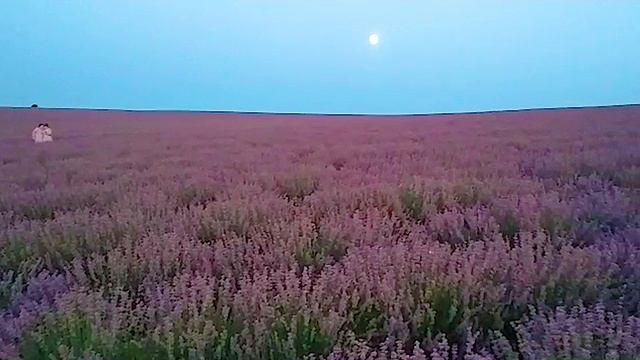 Lavender Fields - Opera & Ballet