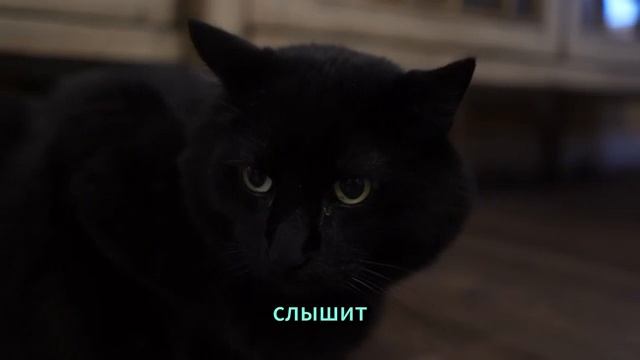 100 фактов о кошках.