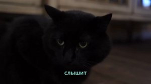 100 фактов о кошках.